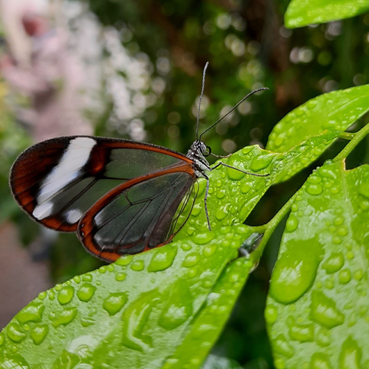 Schmetterlingshaus Mainau